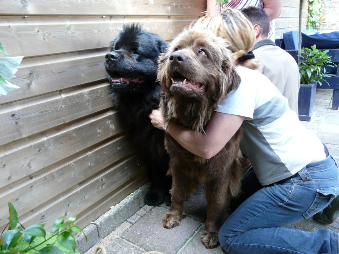 Rüden vom lässt decken sich frau Wenn Hunde